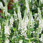 50 Mixed Colors VERONICA SIGHTSEEING MIXTURE (Spike Speedwell) Veronica Spicata Flower Seeds