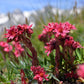 50 MOUNTAIN HOUSELEEK Hens & Chicks Sempervivum Montanum Green Red / Pink Flower Houseplant Seeds