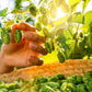 25 COMMON HOPS European Humulus Lupulus Vine Seeds Beer Making Ingredient Seeds