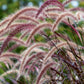 25 PURPLE FOUNTAIN GRASS Ornamental Pennisetum Setaceum Dark Burgundy Flower Seeds