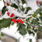 40 ENGLISH HOLLY Ilex Aquifolium aka European Common or Christmas Holly Evergreen Tree Shrub Berry Seeds