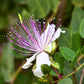 20 CAPER BUSH Edible Capers Flinders Rose Flower Capparis Spinosa Shrub Seeds