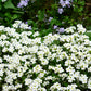 800 WHITE ALPINE ROCKCRESS Aubrieta Rock Cress Arabis Alpina Flower Seeds