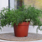 1000 LONG ISLAND Mammoth DILL Anethum Graveolens Herb Flower Seeds