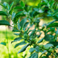 50 INDIAN GINSENG Withania Somnifera Ashwaganda Herb Flower Seeds