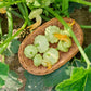 20 Green Tint BUSH SCALLOP SQUASH (Patty Pan / Paty Pan / Squanter Squash) Summer Cucurbita Pepo Vegetable Seeds