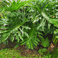 15 Lacy TREE PHILODENDRON Split Leaf Cut-leaf Selloum House Plant Seeds