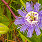 10 Purple PASSION FLOWER Passion FRUIT Granadilla Passiflora Incarnata Vine Seeds