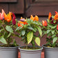 25 BOLIVIAN RAINBOW PEPPER Multi Colored Chili Capsicum Annuum Vegetable Seeds