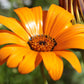 1000 MIXED AFRICAN DAISY ( Cape Marigold / Sun Marigold ) Dimorphotheca Sinuata Flower Seeds