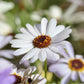 200 White SWAN RIVER DAISY Brachyscome Iberidifolia Flower Seeds