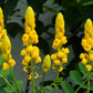35 CANDLE BUSH Cassia Alata Senna Emperor's Candletree Empress Candlebush Candelabra Golden Ringworm Shrub Yellow Orange Flower Seeds