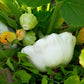 50 WHITE Bush SCALLOP SQUASH (Patty Pan / Paty Pan / Squanter Squash) Summer Cucurbita Pepo Vegetable Seeds