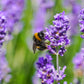 500 True ENGLISH LAVENDER VERA Lavandula Angustifolia Vera Herb Purple Flower Seeds