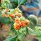 50 INDIAN GINSENG Withania Somnifera Ashwaganda Herb Flower Seeds
