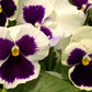 50 WHITE & PURPLE PANSY Swiss Giant Violet Viola Wittrockiana Flower Seeds