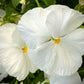 50 WHITE PANSY Clear Crystals Violet Viola Wittrockiana Flower Seeds