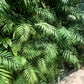 15 PARLOR PALM Neanthe Bella Palm Chamaedorea Elegans Tree Houseplant Seeds