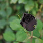 5 BLACK ROSE Rosa Bush Shrub Perennial Flower Seeds