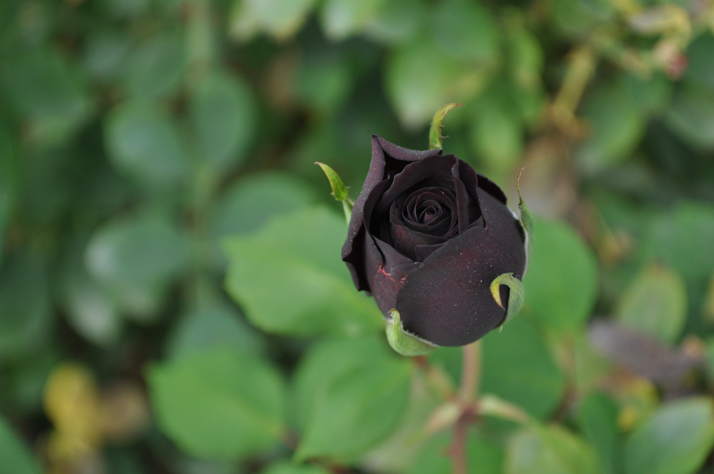 5 BLACK ROSE Rosa Bush Shrub Perennial Flower Seeds