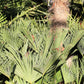 10 WAGNER WINDMILL PALM Dwarf Chusa Trachycarpus Fortunei Wagnerianus Tree Houseplant Seeds