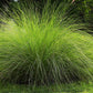 200 WEEPING LOVE GRASS Ornamental African Lovegrass Eragrostis Curvala Seeds
