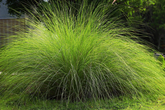 200 WEEPING LOVE GRASS Ornamental African Lovegrass Eragrostis Curvala Seeds