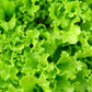 3000 Black Seeded Simpson LEAF LETTUCE Lactuca Sativa Vegetable Seeds