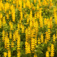 50 GOLDEN LUPINE Lupinus Densiflorus Yellow Hummingbird Flower Seeds