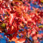 25 SIBERIAN MAPLE TREE Acer Ginnala Seeds - Red Fall Foliage