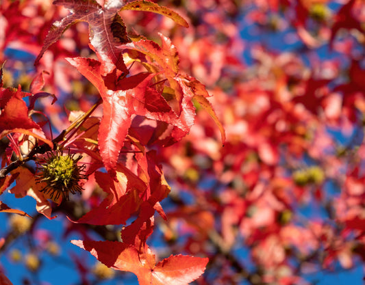 25 SIBERIAN MAPLE TREE Acer Ginnala Seeds - Red Fall Foliage