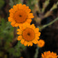 250 ORANGE MARGUERITE DAISY Anthemis Sancti-Johannis Cota Tinctoria St. John's Chamomile Dyer's Herb Paris Daisy Flower Seeds