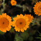 250 ORANGE MARGUERITE DAISY Anthemis Sancti-Johannis Cota Tinctoria St. John's Chamomile Dyer's Herb Paris Daisy Flower Seeds