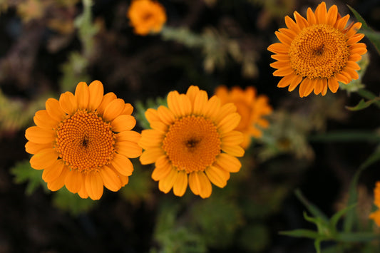 250 ORANGE MARGUERITE DAISY Anthemis Sancti-Johannis Cota Tinctoria St. John's Chamomile Dyer's Herb Paris Daisy Flower Seeds