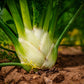 300 SWEET FLORENCE FENNEL Foeniculum Vulgare Azoricum Herb Vegetable Flower Seeds