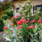 100 Giant Double RED PEONY POPPY Papaver Peoniflorum Flower Seeds