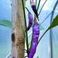 50 PURPLE CAYENNE PEPPER Hot Capsicum Annuum Vegetable Seeds