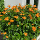 10 ORANGE MARMALADE CROSSANDRA Infundibuliformis Firecracker Flower Houseplant Seeds