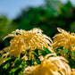 50 AURORA YELLOW AMARANTHUS Tricolor Josephs Coat Flower Seeds