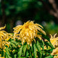 50 AURORA YELLOW AMARANTHUS Tricolor Josephs Coat Flower Seeds