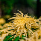 50 AURORA YELLOW AMARANTHUS Tricolor Josephs Coat Flower Seeds