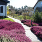 100 Scotch TRUE HEATHER Shrub Scot's Purple Pink Flower Calluna Vulgaris Seeds