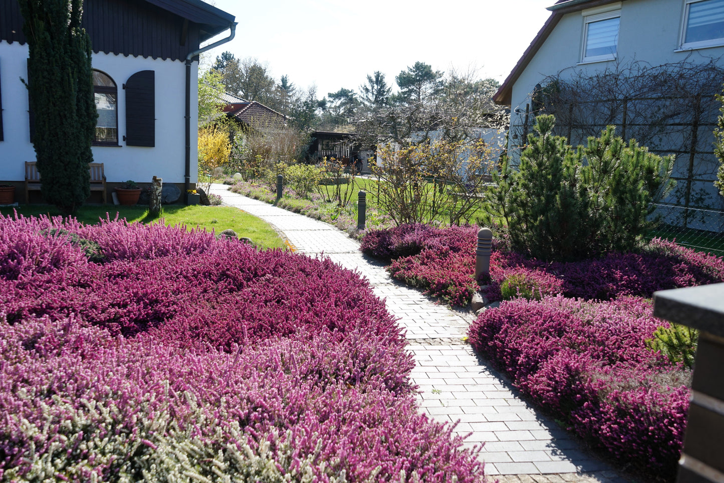 100 Scotch TRUE HEATHER Shrub Scot's Purple Pink Flower Calluna Vulgaris Seeds