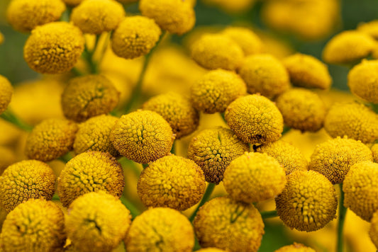 100 YELLOW TANSY Double Golden Buttons Fern Leaf Tanacetum Vulgare Flower Seeds