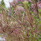 10 ZEBRA GRASS Variegated Maiden Grass Miscanthus Sinensis Zebrinus aka Chinese or Japanese Silver Grass / Plume Grass / Eulalia Seeds