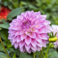 50 WATERCOLOR MIX DAHLIA Variabilis Double Bloom Mixed Colors Yellow Peach Pink Lavender Cream Orange Flower Seeds