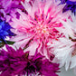 1000 Mixed BACHELORS BUTTON CORNFLOWER Centaurea Seeds
