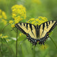 150 GOLDEN ALEXANDER (Golden Zizia / Meadow Zizia) Zizia Aurea Flower Seeds
