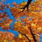 25 SUGAR MAPLE Syrup TREE Native Rock Fall Color Acer Saccharum Seeds