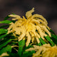 50 AURORA YELLOW AMARANTHUS Tricolor Josephs Coat Flower Seeds